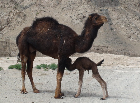 Chodari baby camel