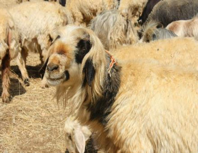Bakhtiari sheep are an important source of livelihood for the Farrokhvand tribe
