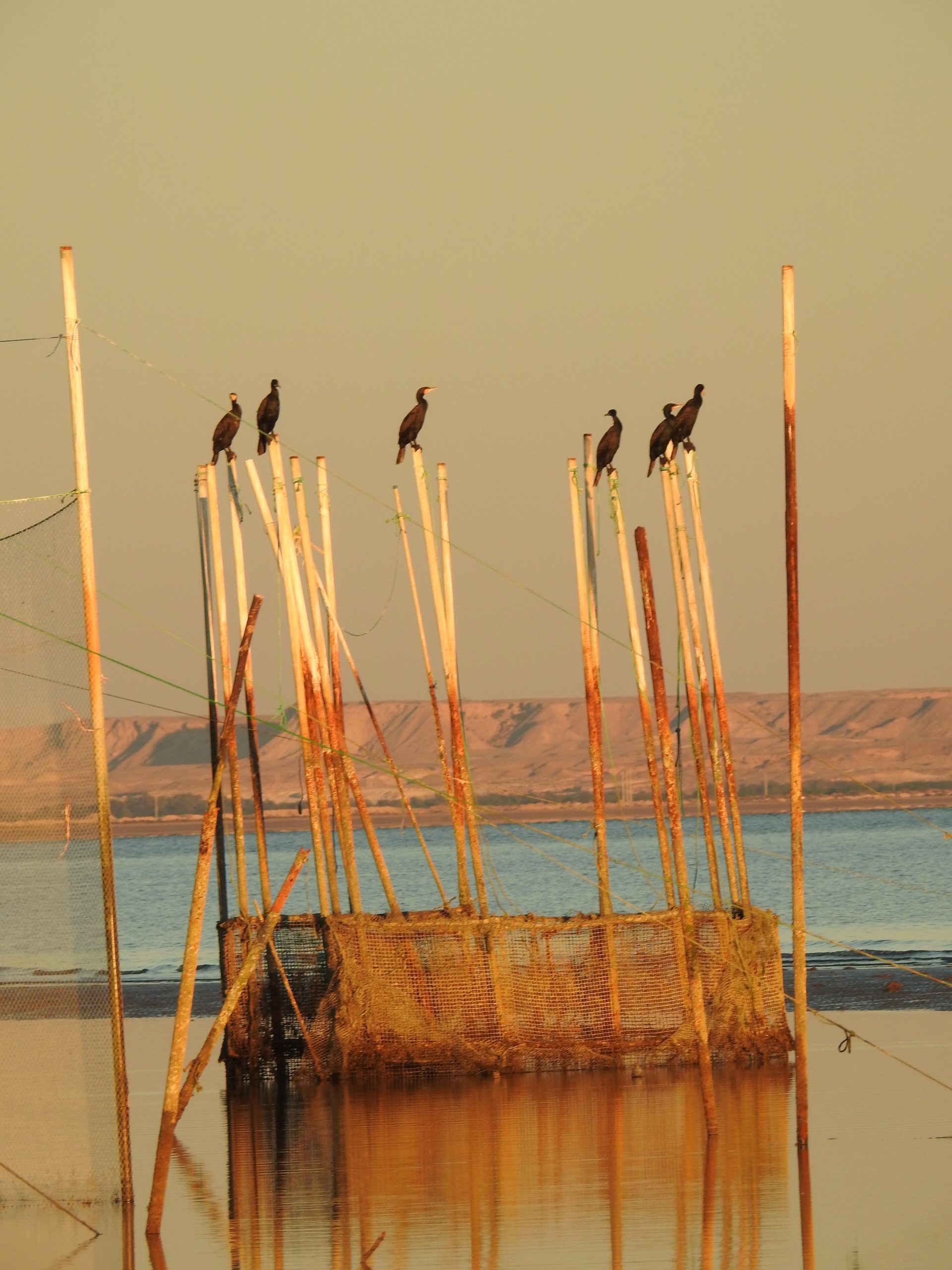 Moshta (a kind of the traditional fishery) in southern coast of Soheili Village (photo Mehdi HassanNejad CENESTA